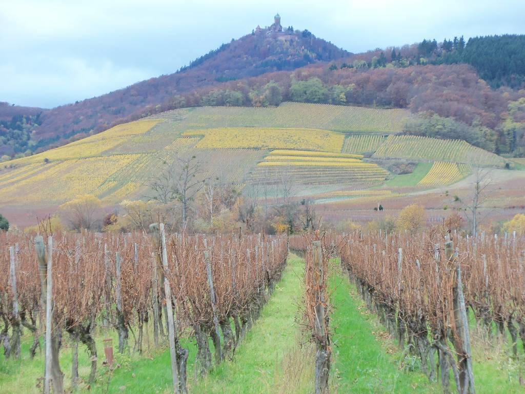 Apartment Route Du Vin Centre Alsace Orschwiller Cameră foto