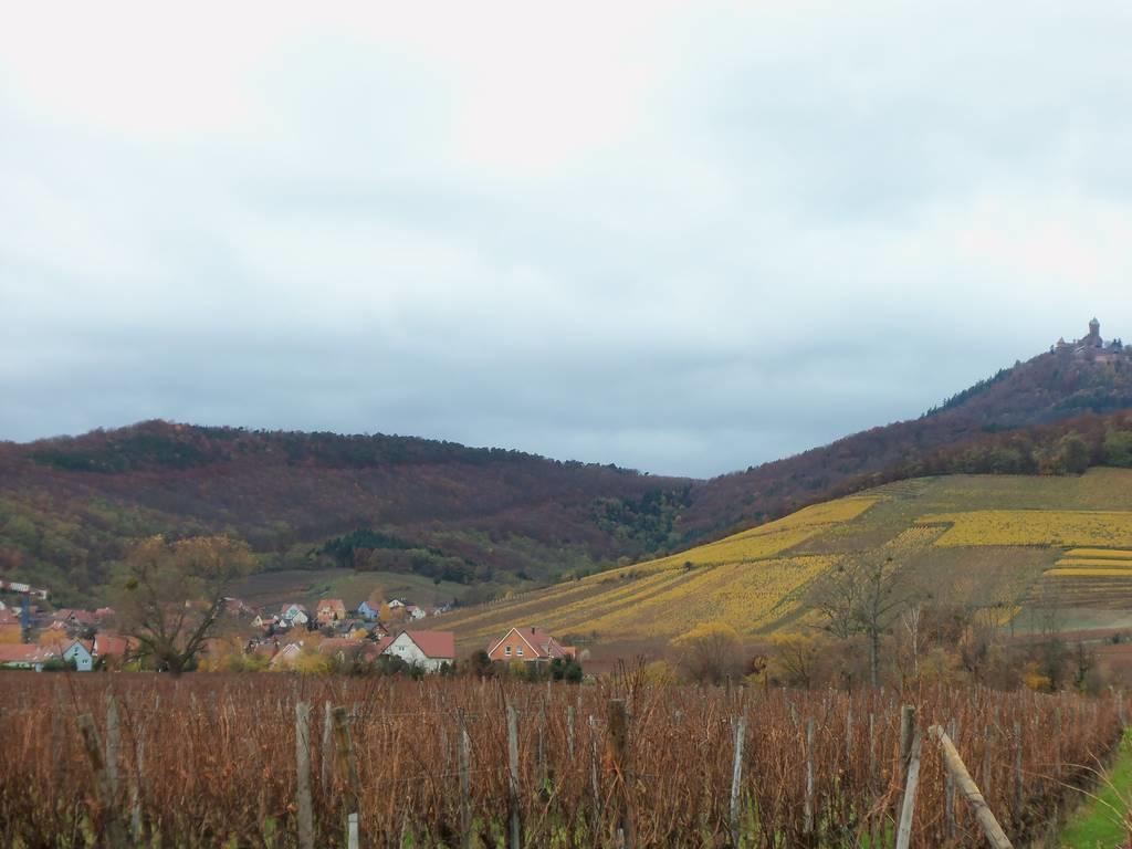 Apartment Route Du Vin Centre Alsace Orschwiller Cameră foto